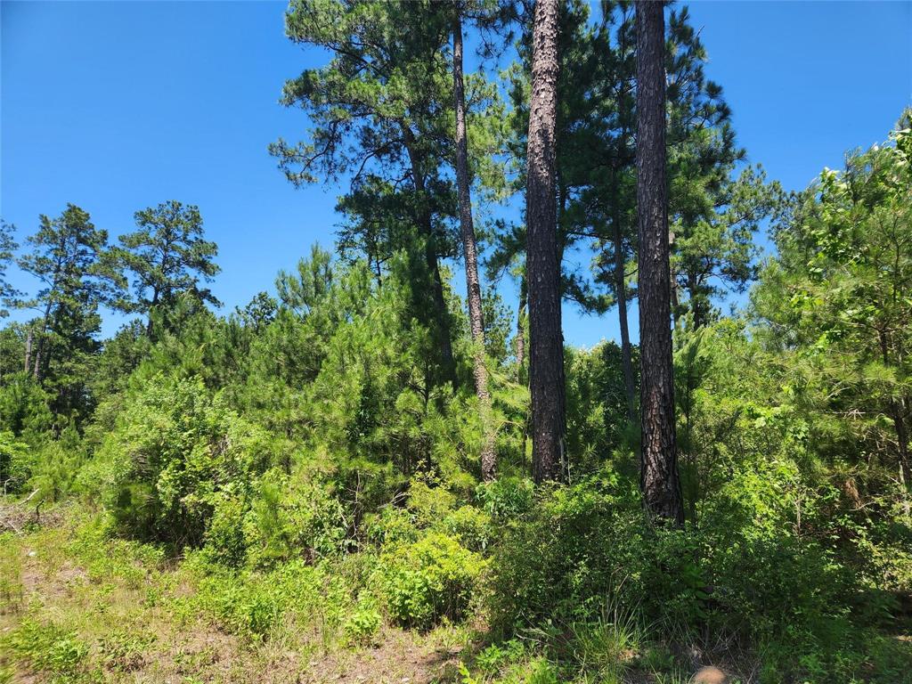 7841 Gum Tree Lane, Plantersville, Texas image 5