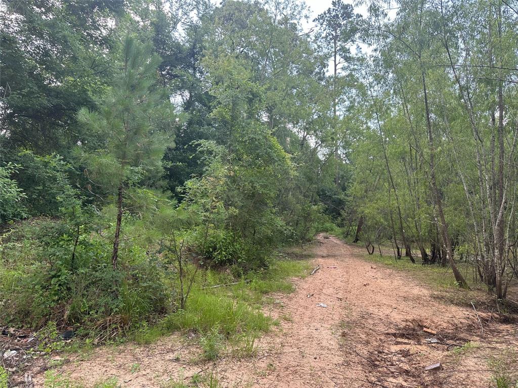 Foxfire Drive, Plantersville, Texas image 5