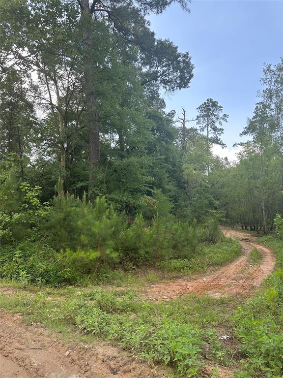Foxfire Drive, Plantersville, Texas image 6
