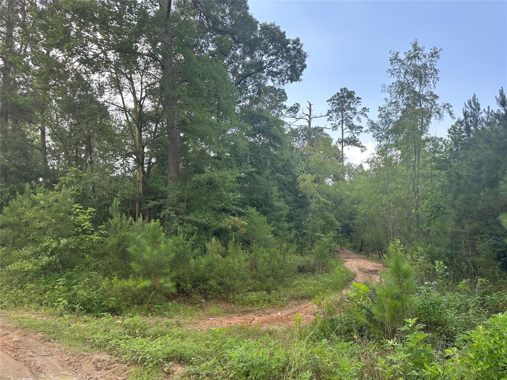 Foxfire Drive, Plantersville, Texas image 7