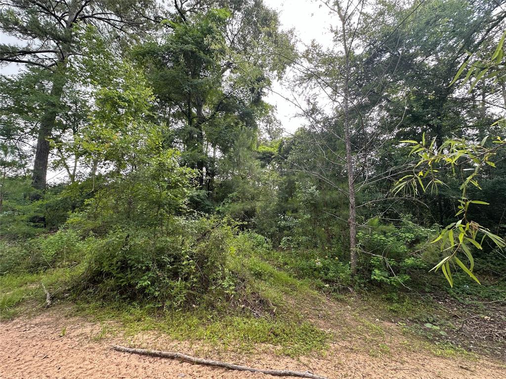 Foxfire Drive, Plantersville, Texas image 4
