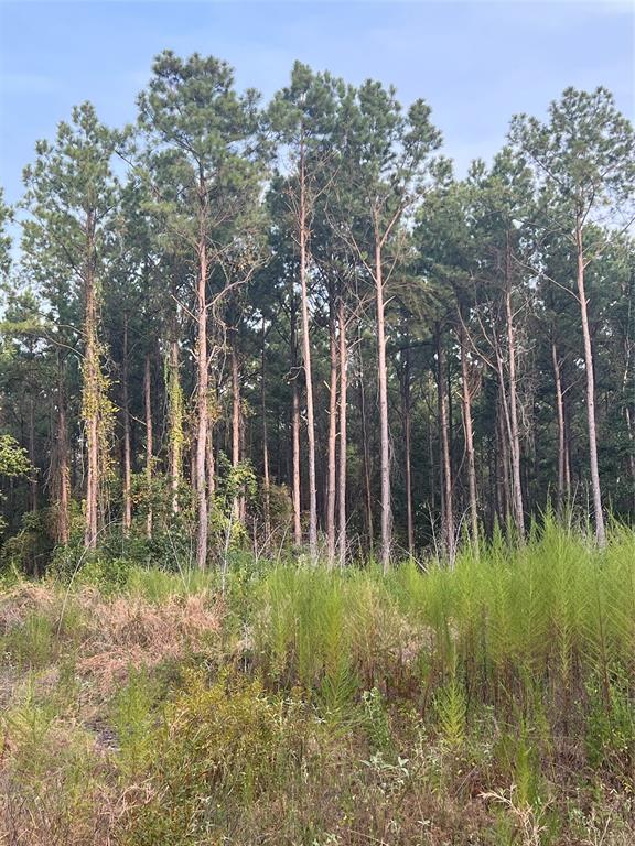 TBD Highway 287, Groveton, Texas image 16