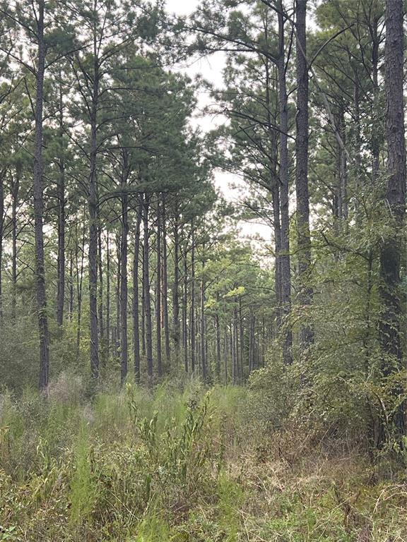 TBD Highway 287, Groveton, Texas image 15