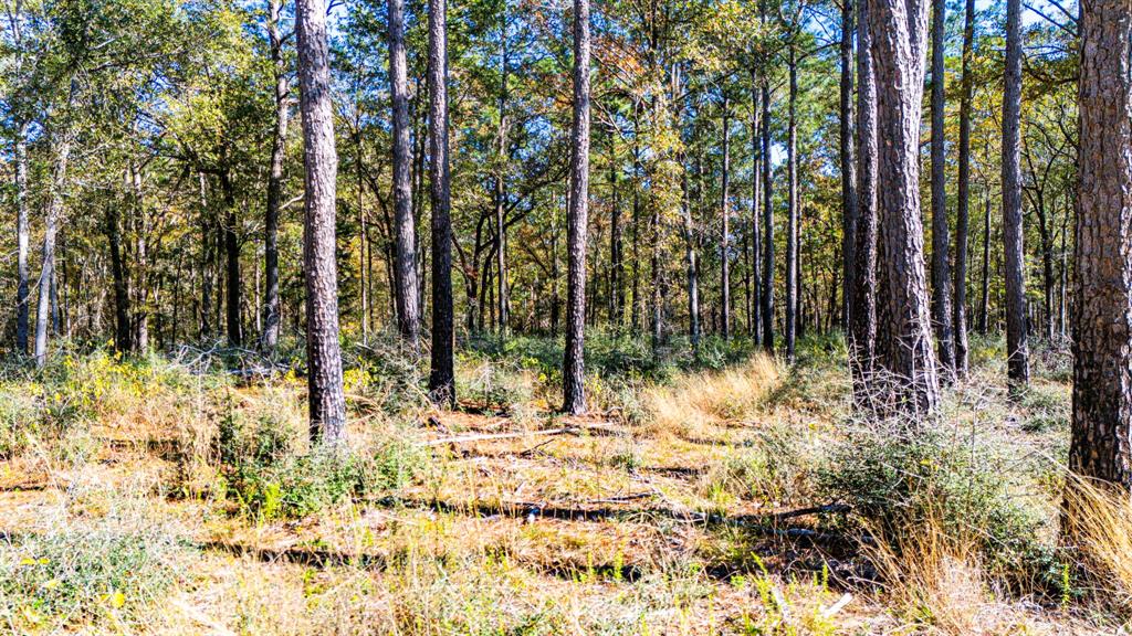 024 Magnolia Ranch Road, Onalaska, Texas image 3