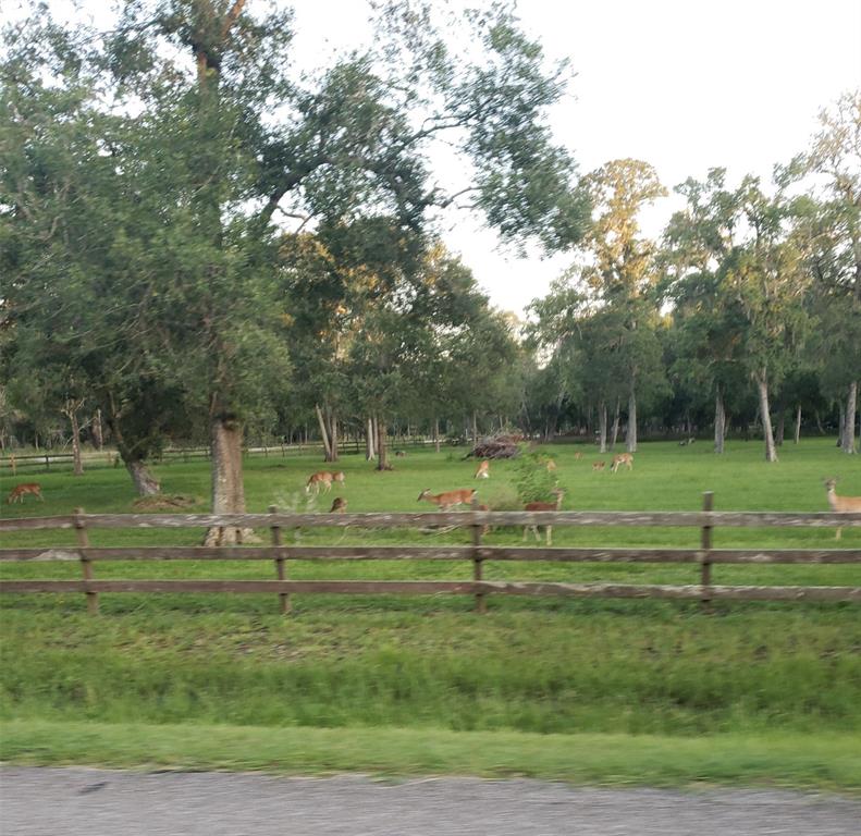 Brazos River Road, Damon, Texas image 7