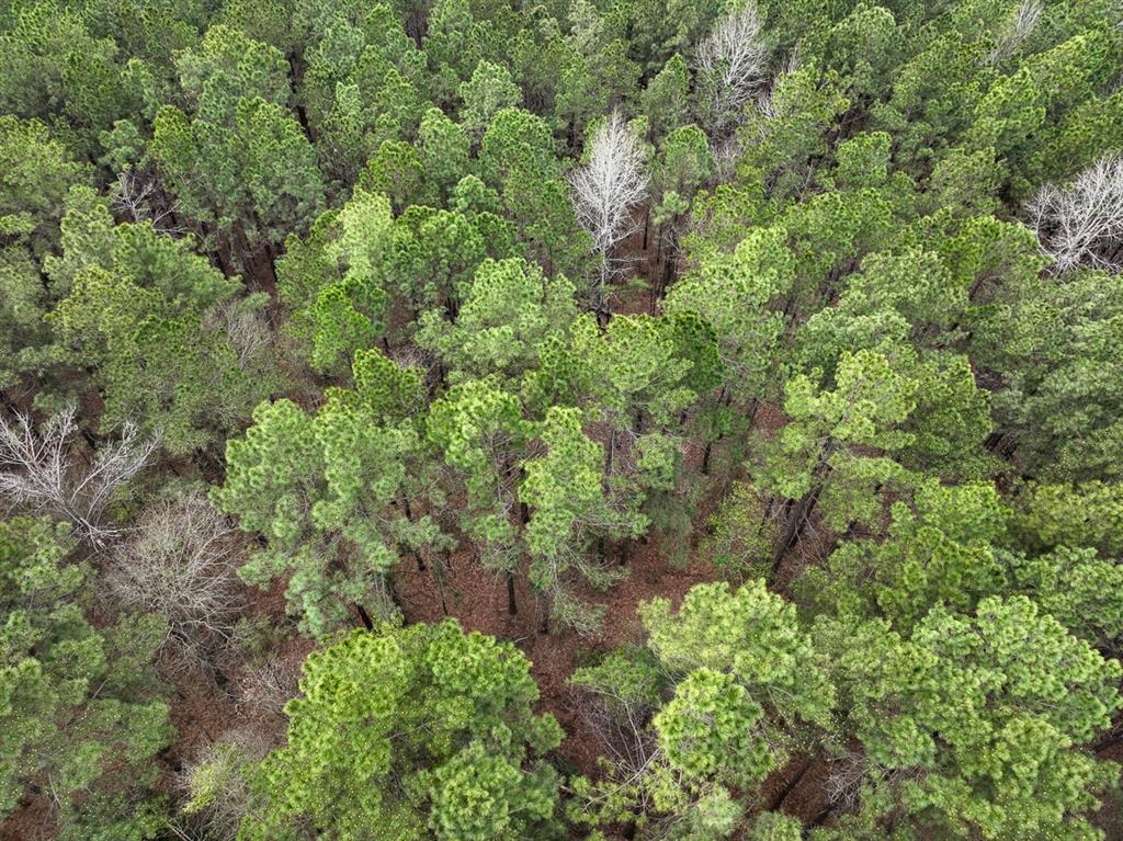 TBD Cr 4811, Troup, Texas image 5