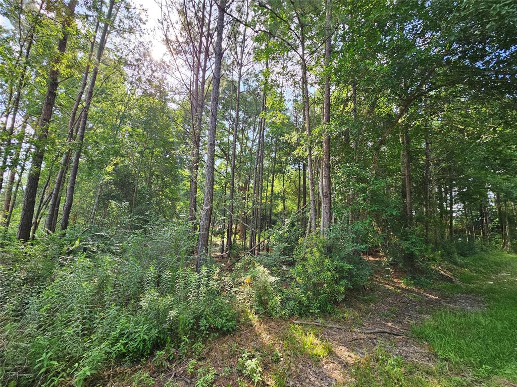 185 Sessums Road, Silsbee, Texas image 4