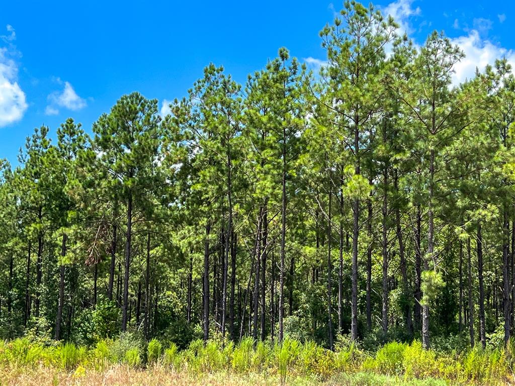 03 County Road 1420, Warren, Texas image 10