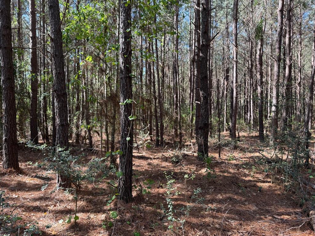 686 Pr 5102, Kennard, Texas image 6