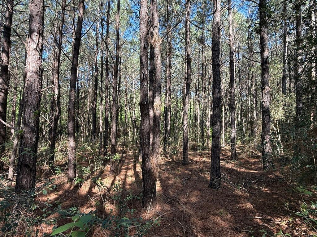 686 Pr 5102, Kennard, Texas image 3