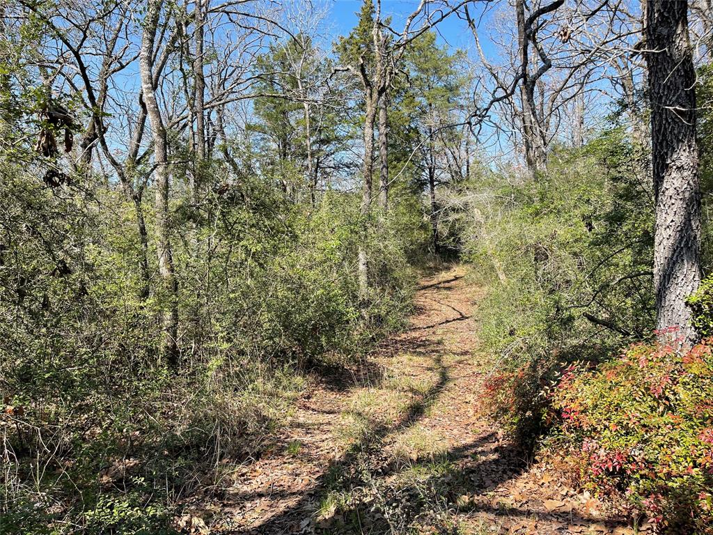 TBD Fcr 316, Oakwood, Texas image 3