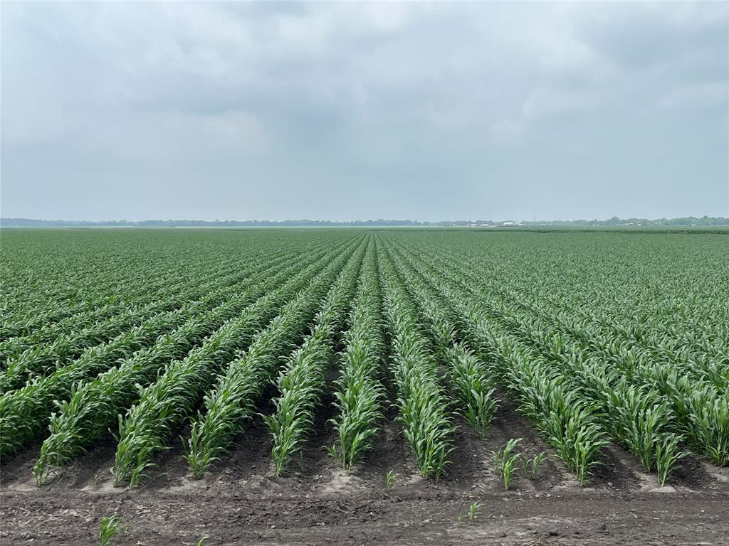 George Duty Road, Damon, Texas image 1