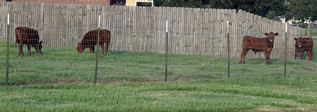 472 Becky Street, El Campo, Texas image 36