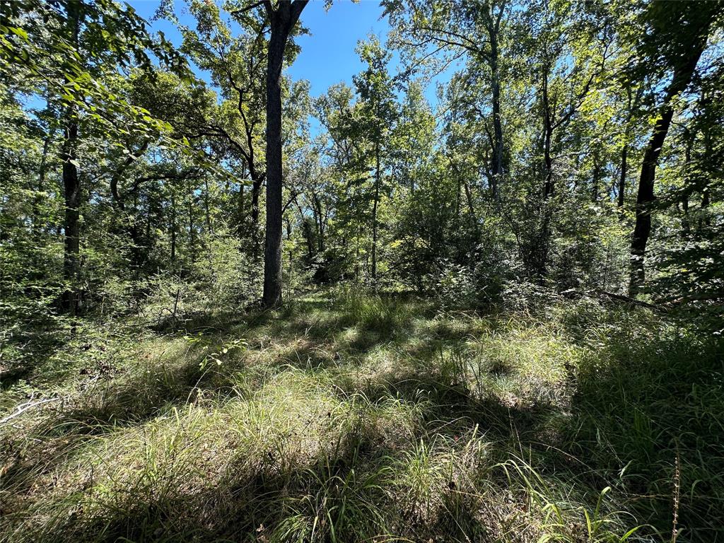 TBD TR 3 Cr 481, Centerville, Texas image 17