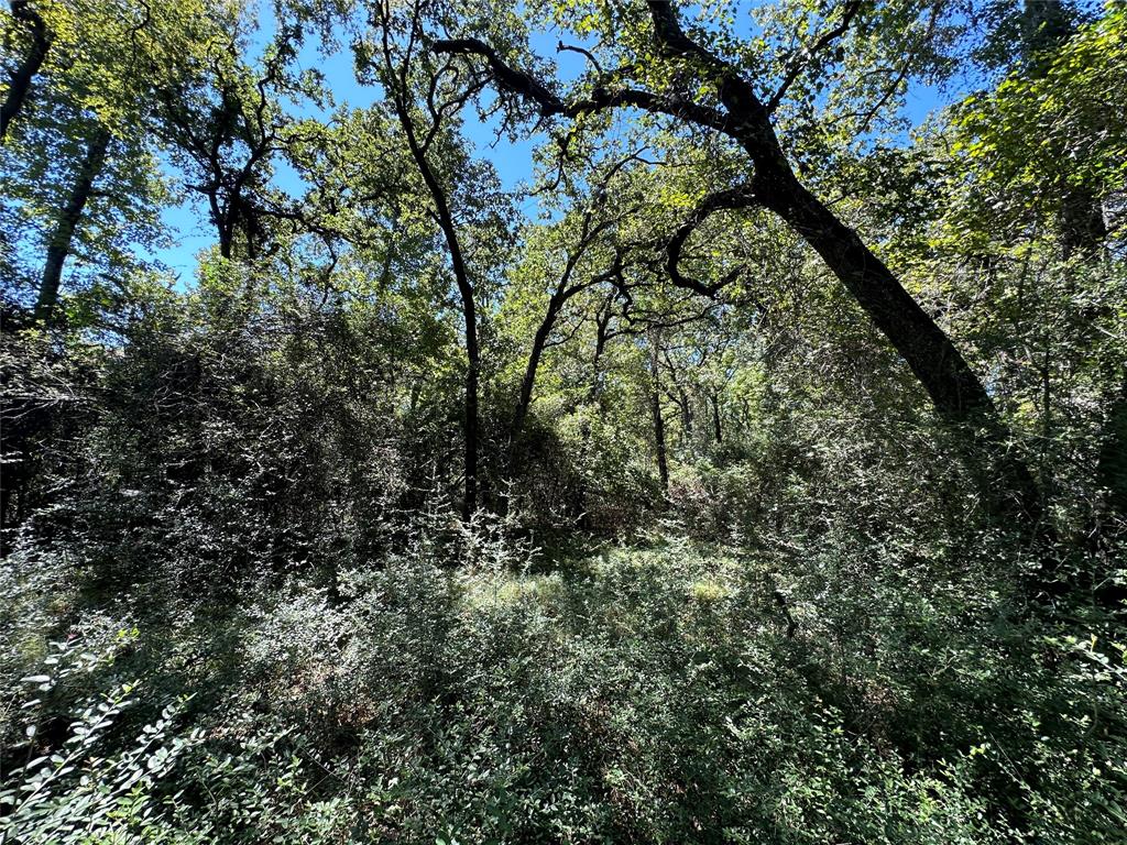 TBD TR 3 Cr 481, Centerville, Texas image 11