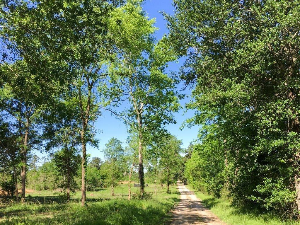 0000 Old Sign Road, Huntsville, Texas image 3