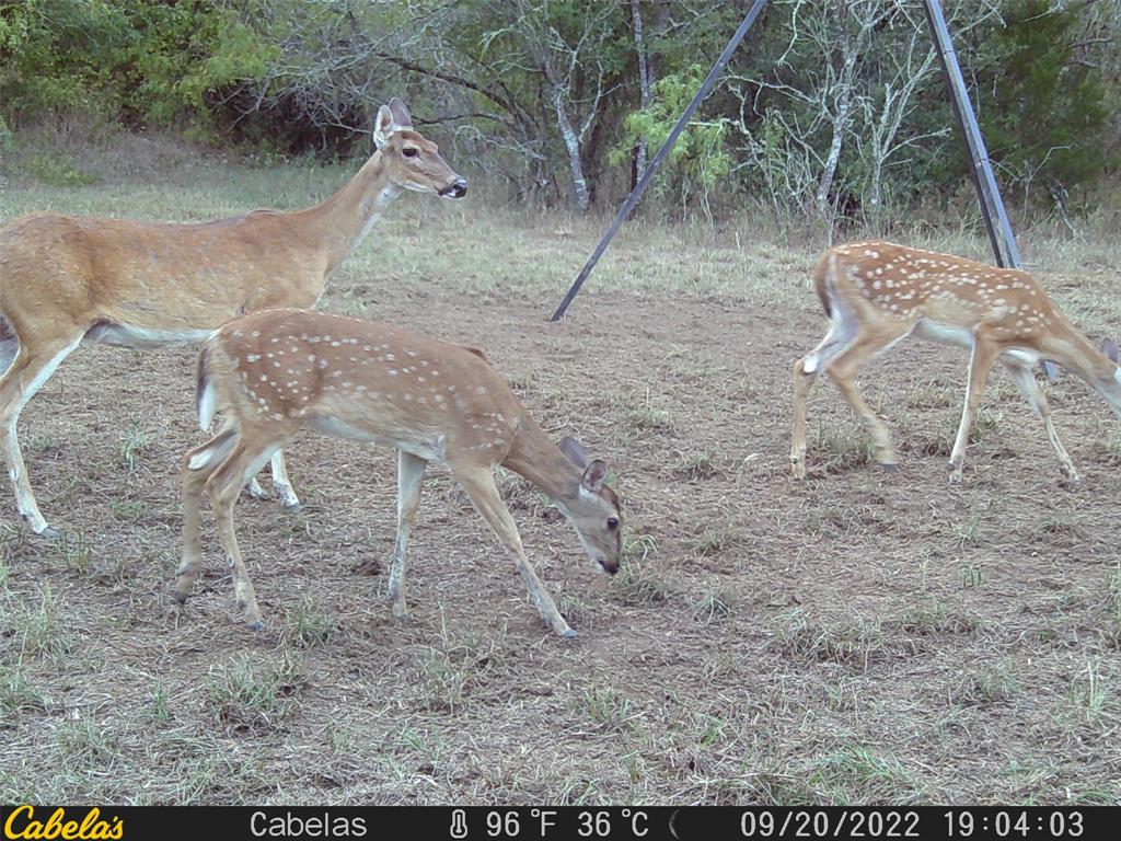 6289 Maynard Hallmark Road, Waelder, Texas image 14