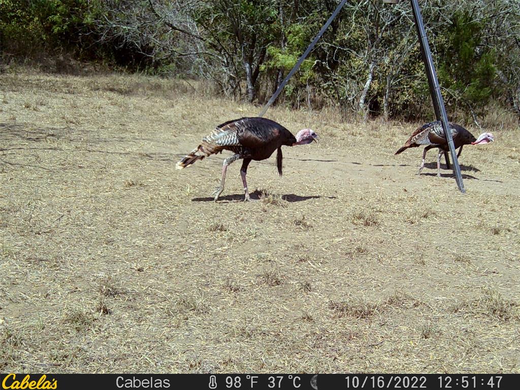 6289 Maynard Hallmark Road, Waelder, Texas image 17