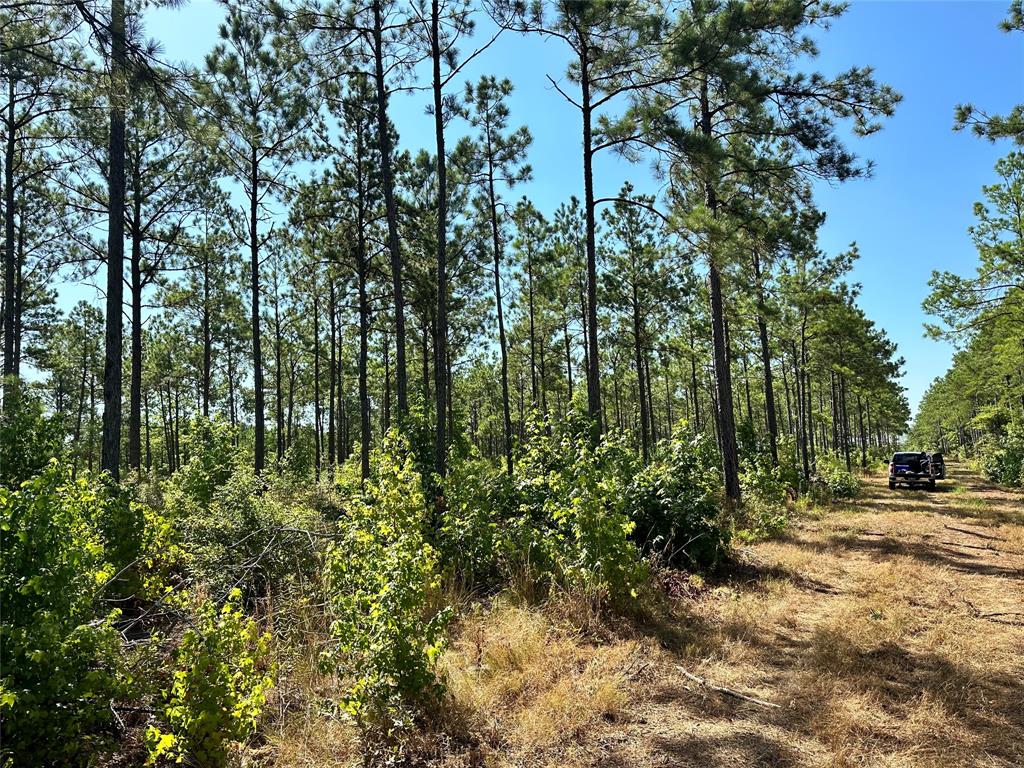 Forest Ridge, Center, Texas image 2