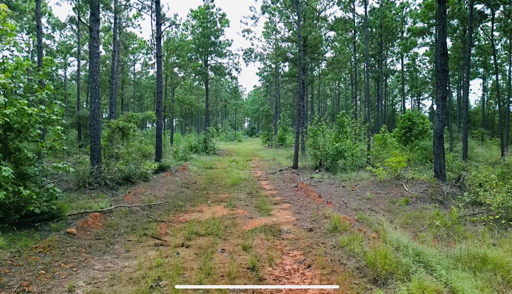 Forest Ridge, Center, Texas image 3