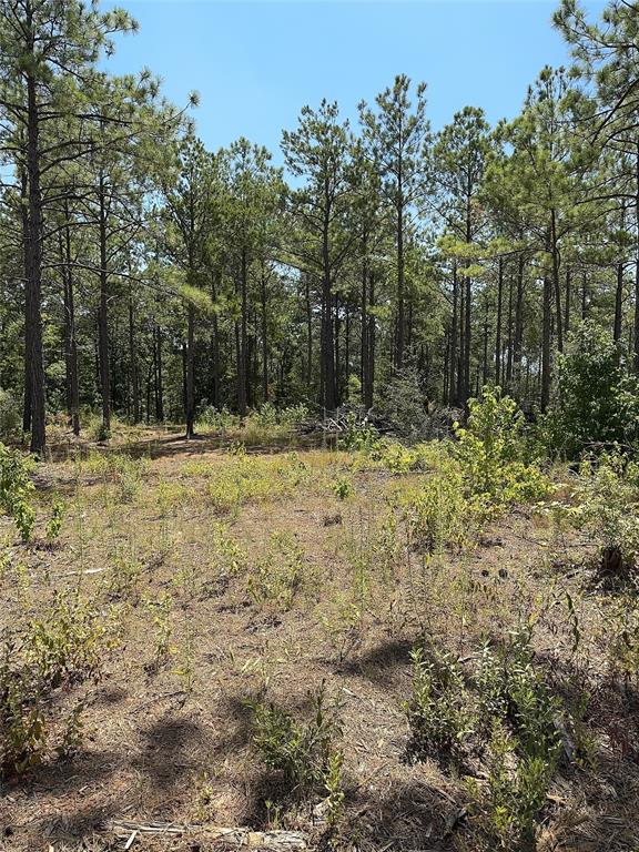 Forest Ridge, Center, Texas image 5