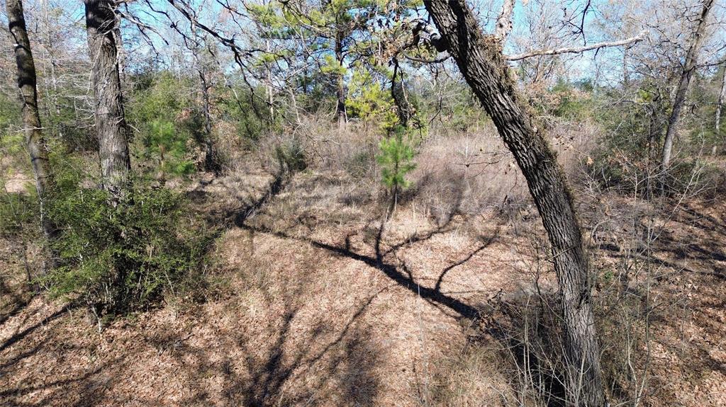 TBD Navarro Crossing Road, Grapeland, Texas image 15