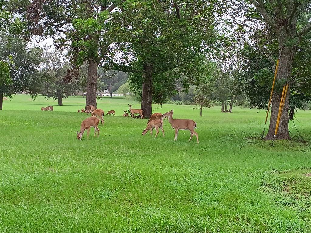 00 Brahman Trail, Angleton, Texas image 7
