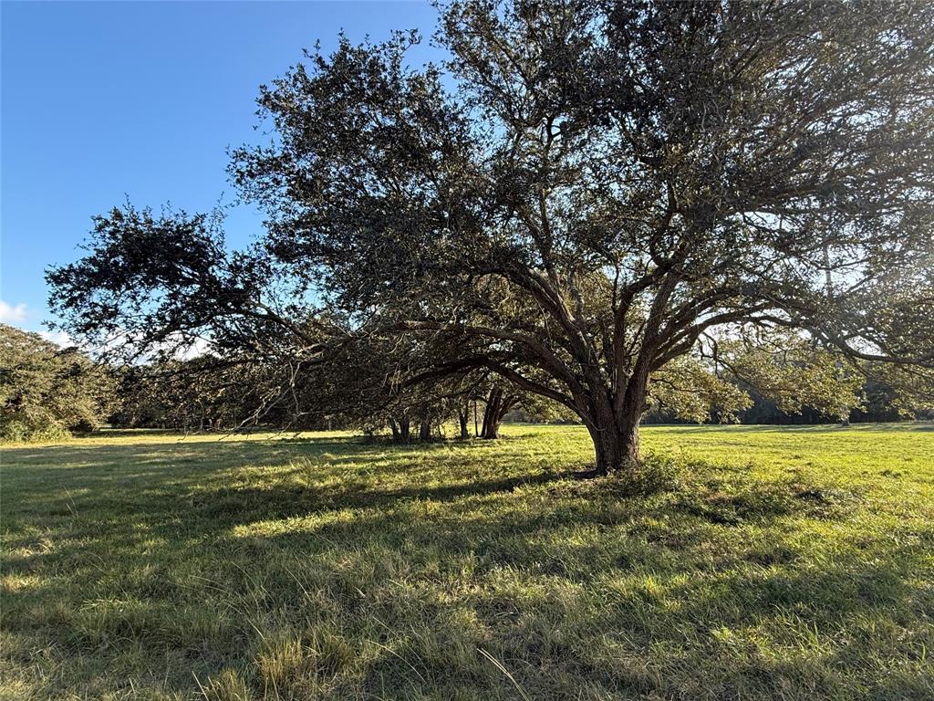 31619 Highway 36, West Columbia, Texas image 25