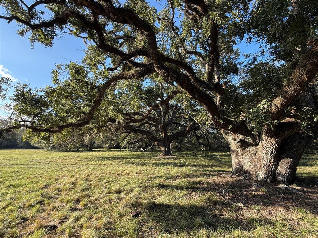 31619 Highway 36, West Columbia, Texas image 1