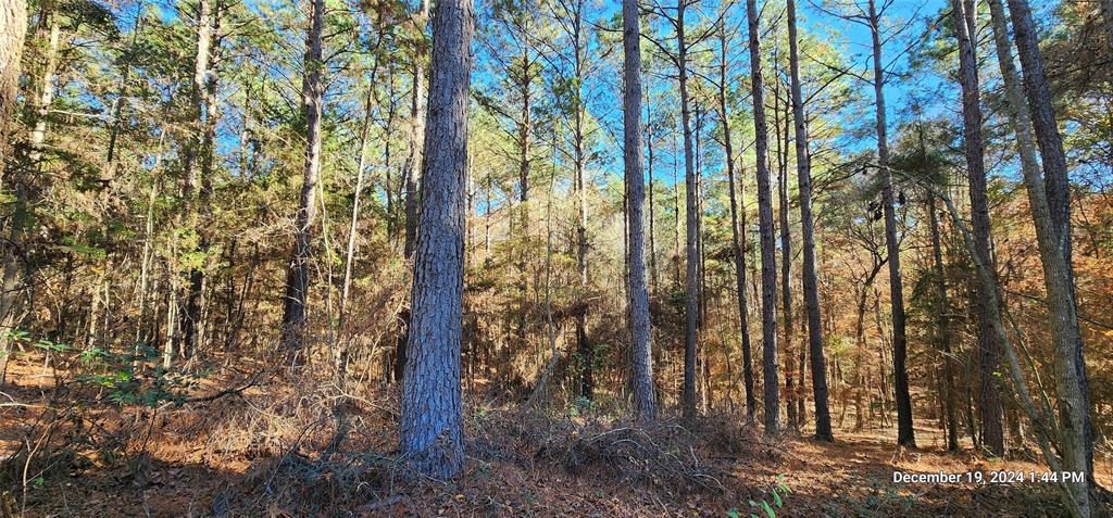 TBD County Road 405, San Augustine, Texas image 27