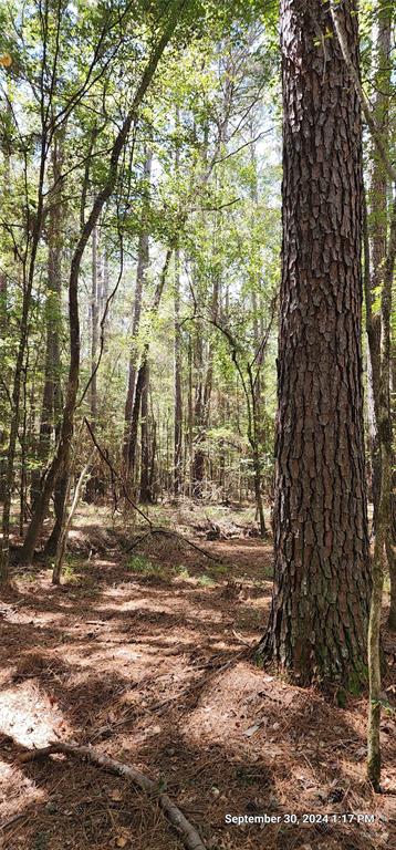 TBD County Road 405, San Augustine, Texas image 5