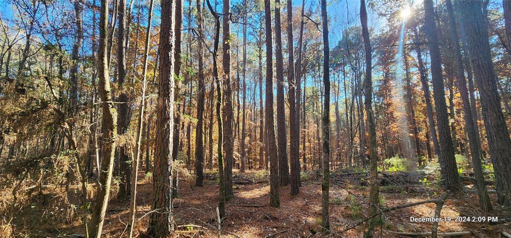 TBD County Road 405, San Augustine, Texas image 26