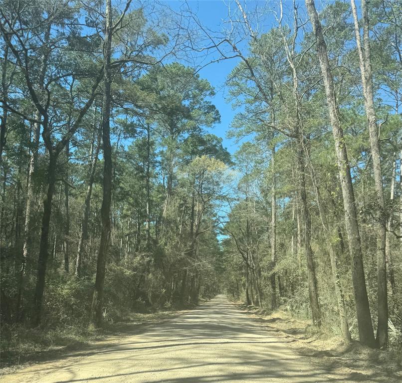 Forgotten Forest Drive, New Waverly, Texas image 5