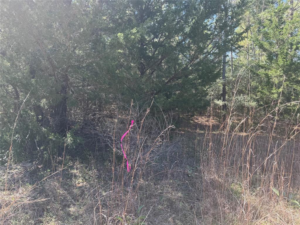 Forgotten Forest Drive, New Waverly, Texas image 3