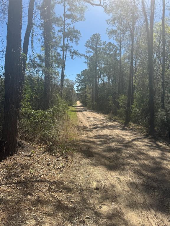 Forgotten Forest Drive, New Waverly, Texas image 4