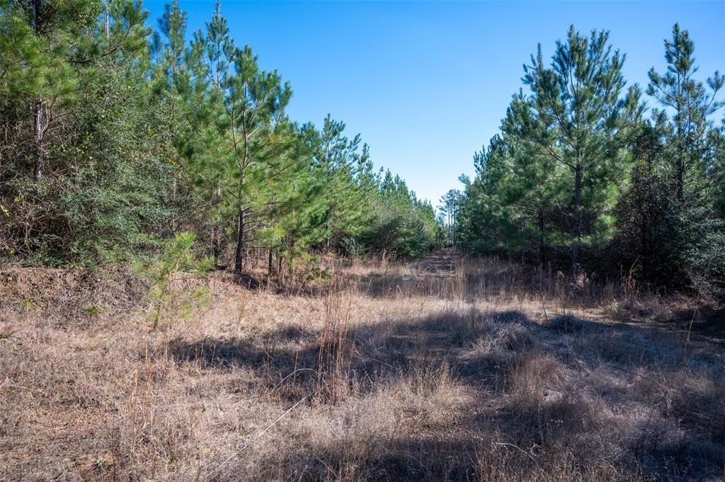 TBD County Road 4494, Hillister, Texas image 6