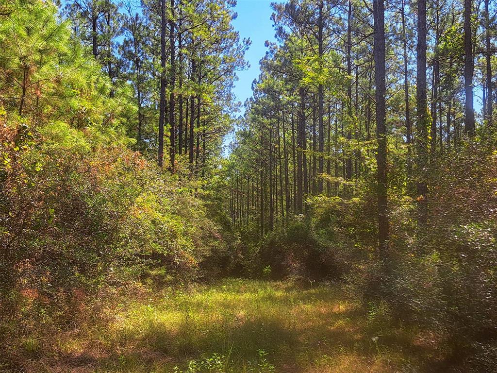 Tbd County Road 2834, Colmesneil, Texas image 4