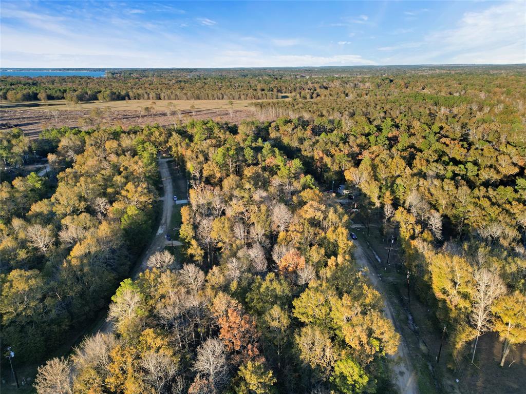 TBD Knottypine, Livingston, Texas image 8