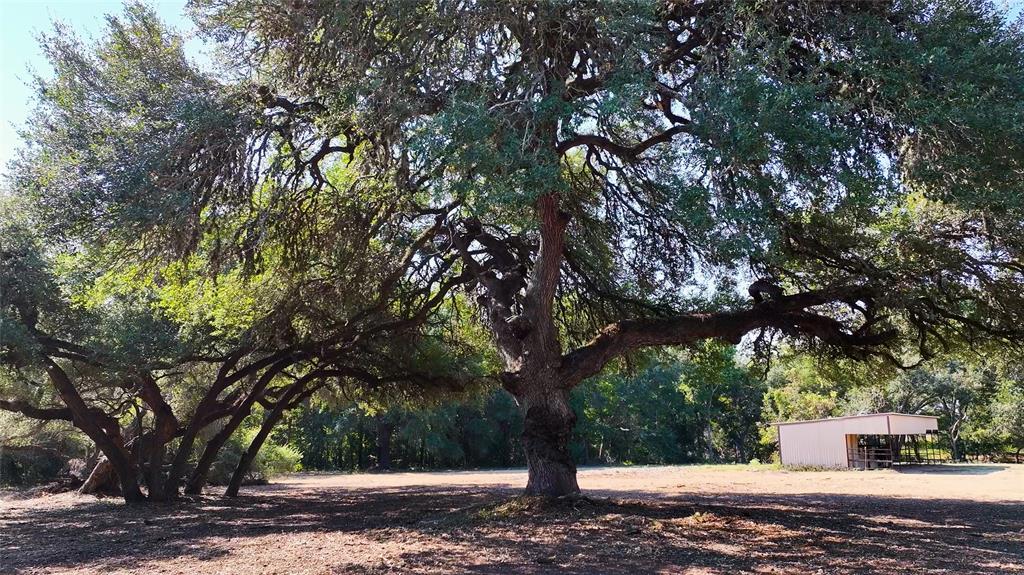 505 N Live Oak Street, Round Top, Texas image 7