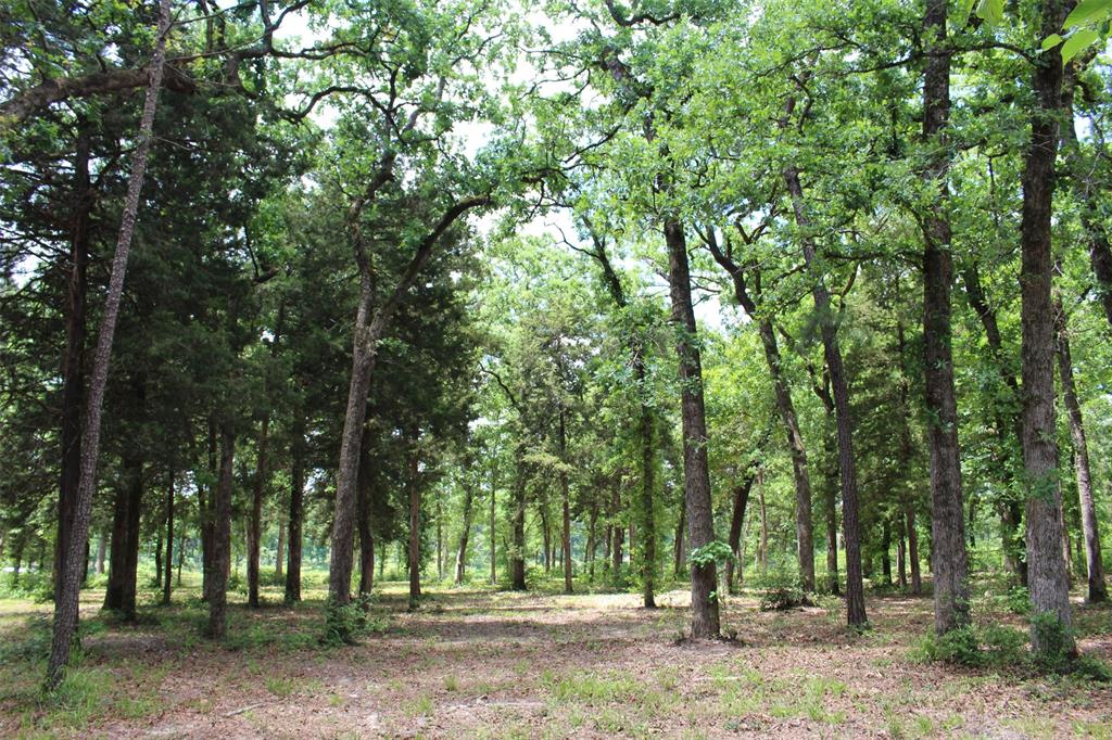Tract 118 Private Road 1313, Centerville, Texas image 13