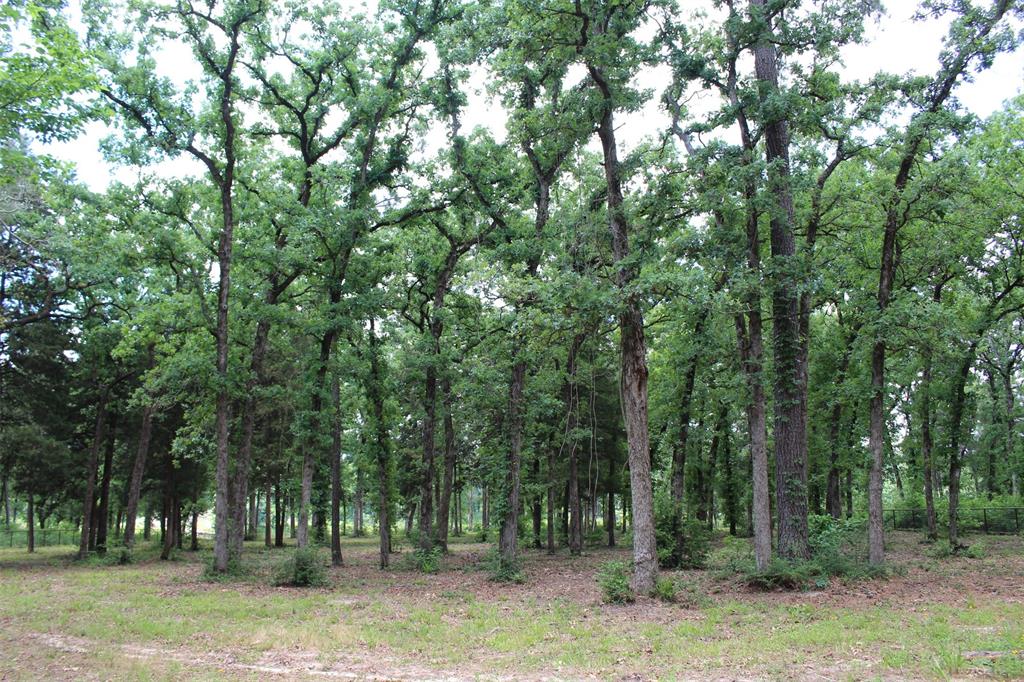 Tract 118 Private Road 1313, Centerville, Texas image 12