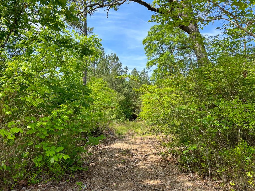 Walker Loop, Huntsville, Texas image 7