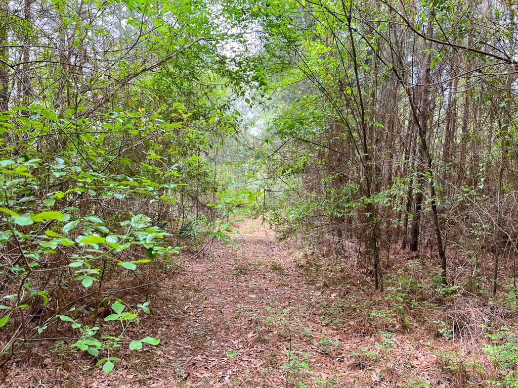 Walker Loop, Huntsville, Texas image 13