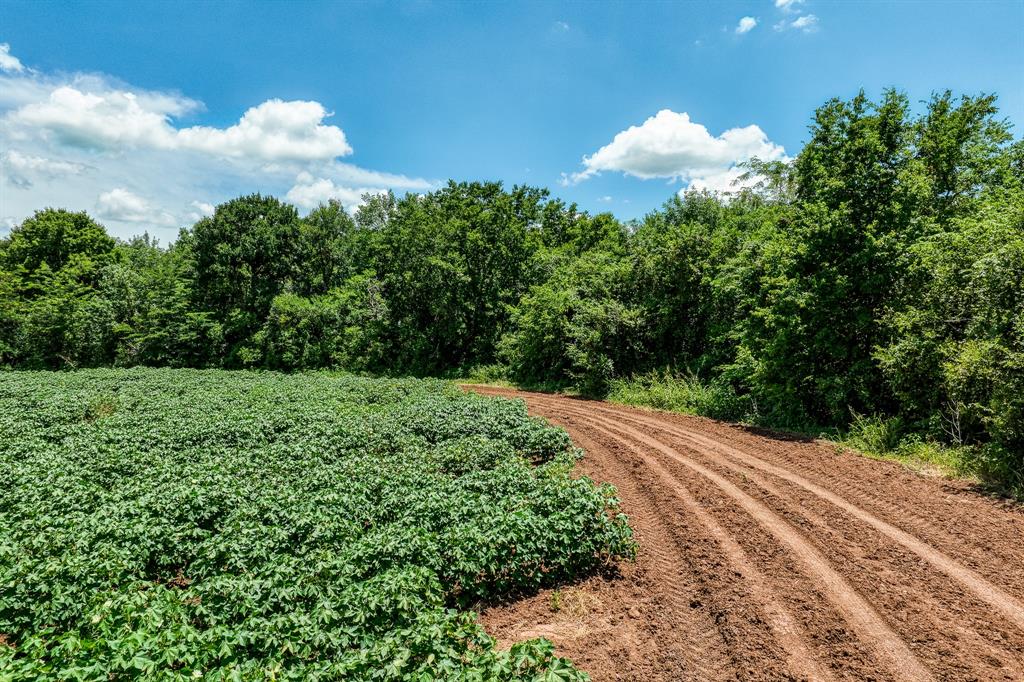 TBD County Road 277, Snook, Texas image 15