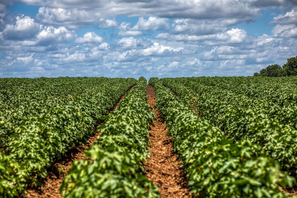 TBD County Road 277, Snook, Texas image 28