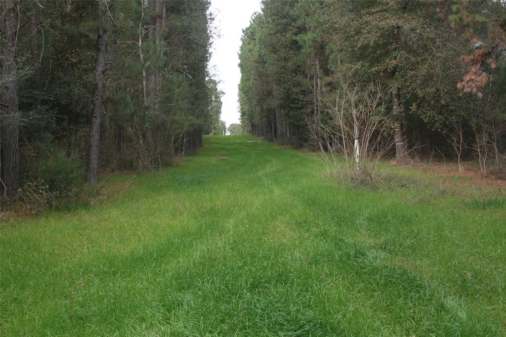 9000 N County Road 355, Plantersville, Texas image 2