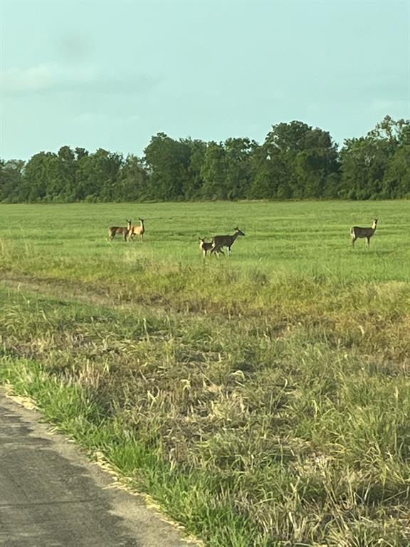 178 Brahman Trail, Angleton, Texas image 2