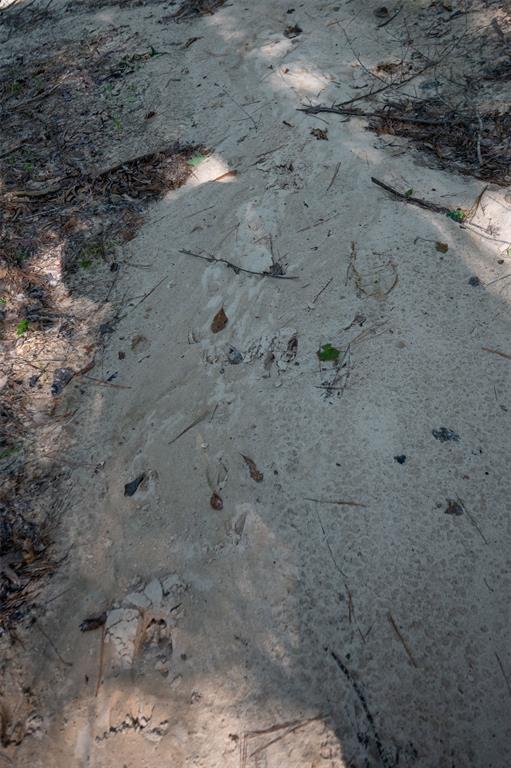 Tbd Cr  3000, Woodville, Texas image 8
