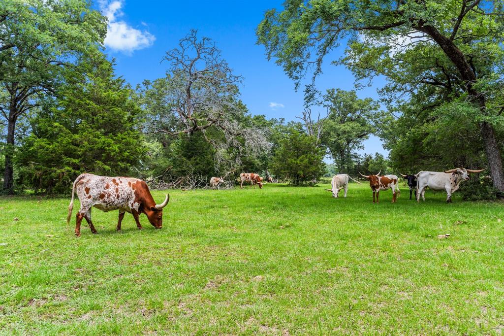4282 Happy Haven Lane, Midway, Texas image 45