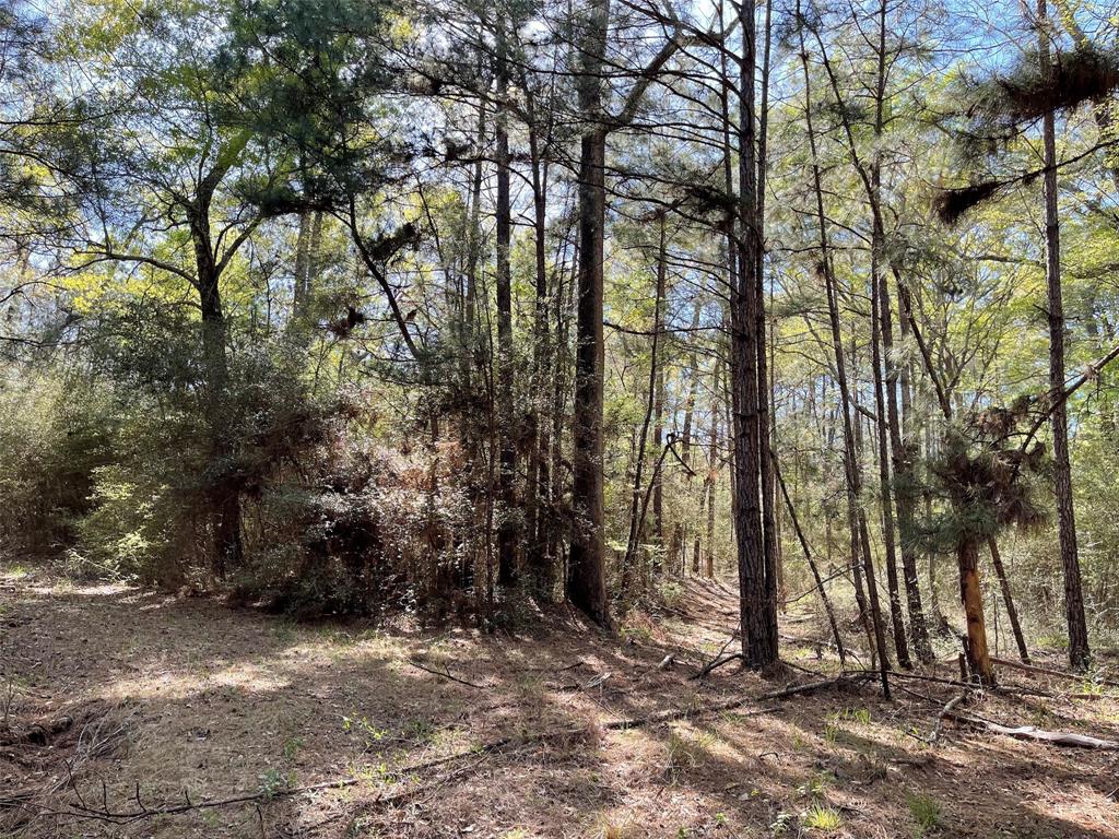 11-29-34 Grey Feather Road, Huntsville, Texas image 5